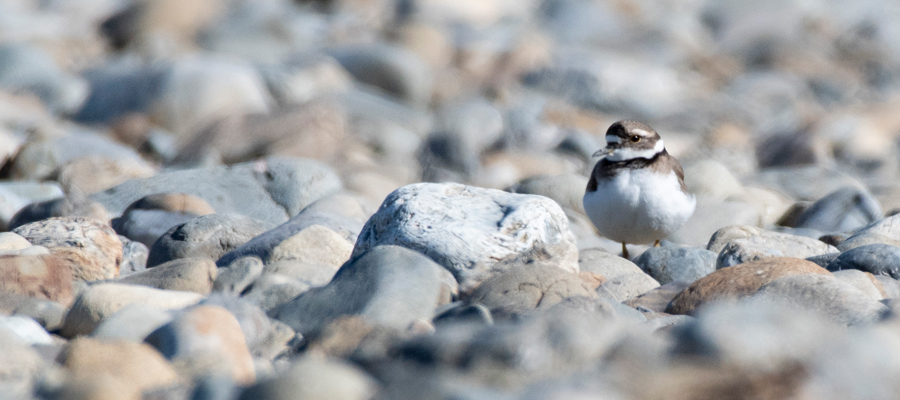 Picture of Charadrius placidus