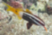 Bicolor goatfish