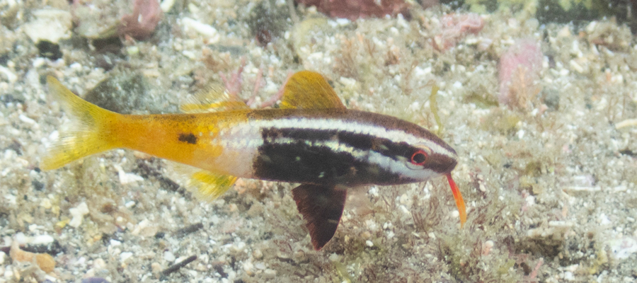 Picture of Bicolor goatfish