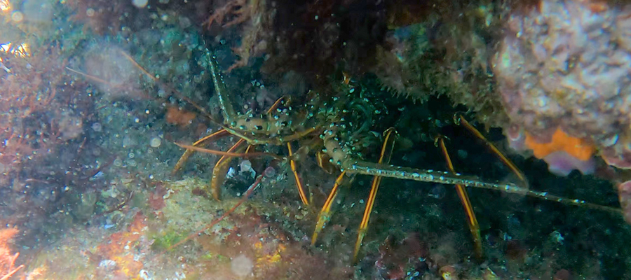 Picture of Japanese spiny lobster