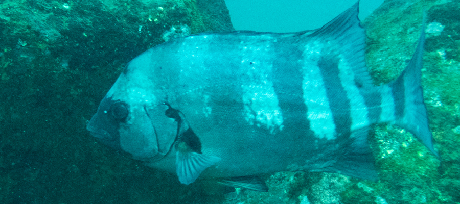 Picture of Striped beakfish