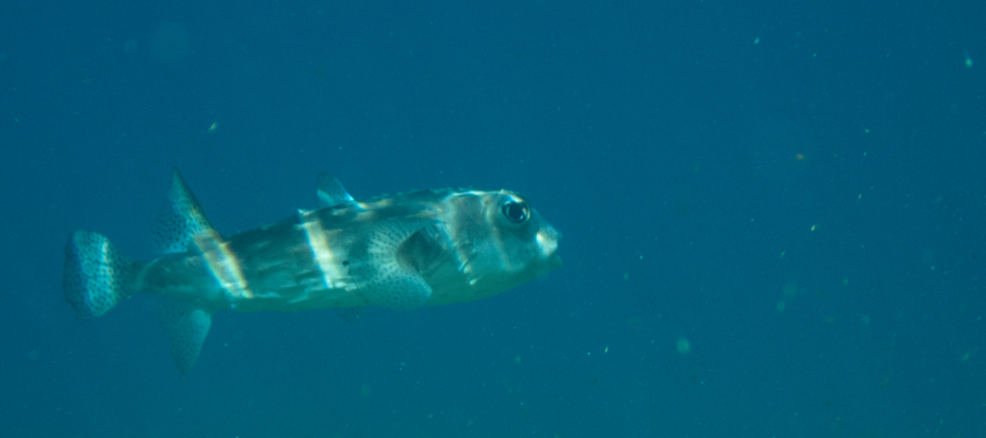 Picture of Spotfin burrfish
