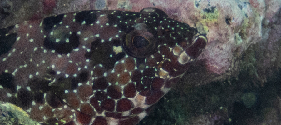 Picture of Starspotted grouper$