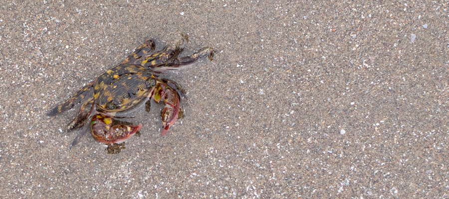 Picture of Asian shore crab