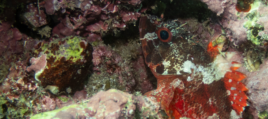 Picture of Cheekspot scorpionfish