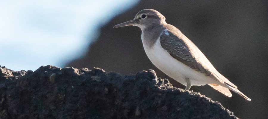 Picture of Common Sandpiper