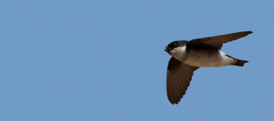 Picture of Asian House Martin