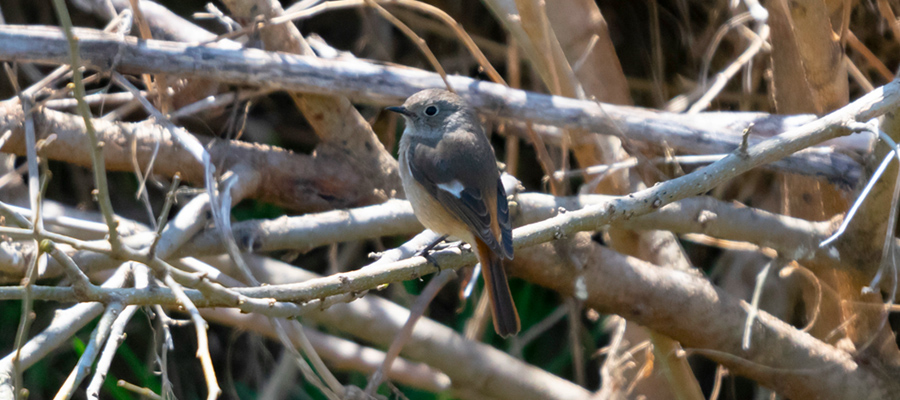 Picture of Daurian Redstart