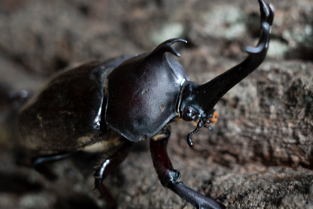 カブトムシの特徴、分布、生態、写真をご紹介します。｜目に見える 