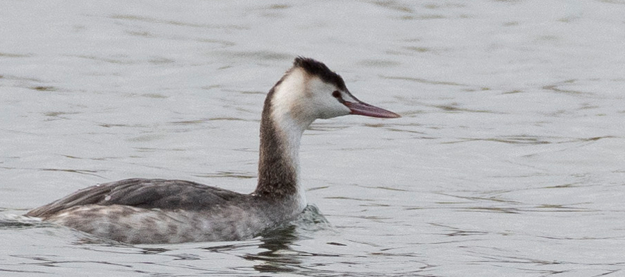 Picture of Great Crested Grebe