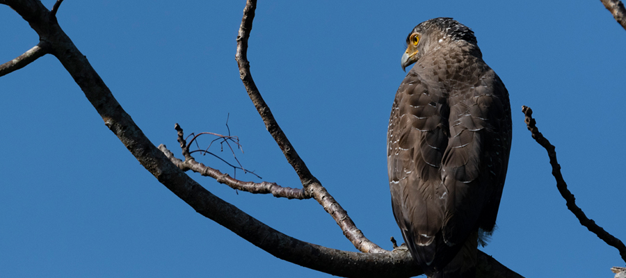 Picture of Crested serpent eagle