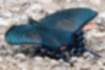 Crow swallowtail