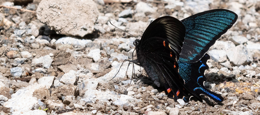 カラスアゲハの特徴 分布 生態 写真をご紹介します 目に見えるいきもの図鑑