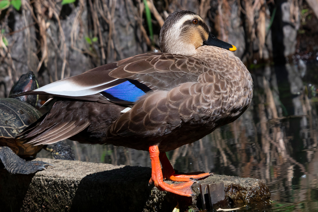 カルガモの特徴 分布 生態 写真をご紹介します 目に見えるいきもの図鑑