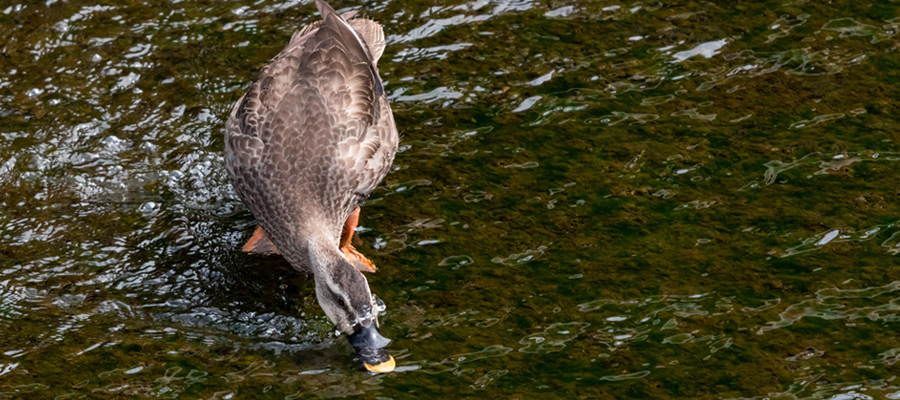 Picture of Eastern Spot-billed Duck