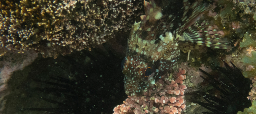 Picture of False kelpfish