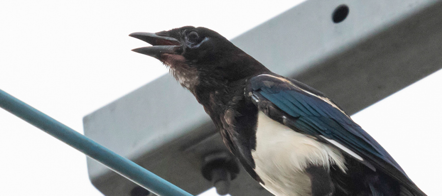 Picture of Eurasian Magpie