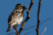 Rustic Bunting