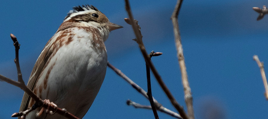 Picture of Rustic Bunting