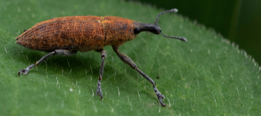 Picture of Lixus impressiventris