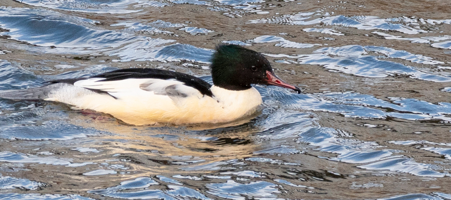 Picture of Common Merganser