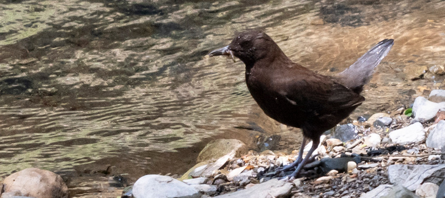 Picture of Brown Dipper
