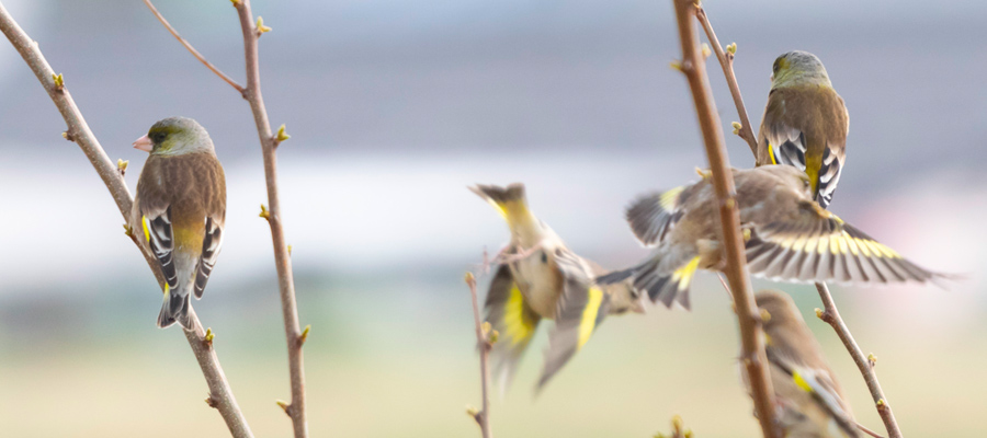 Picture of Oriental Greenfinch