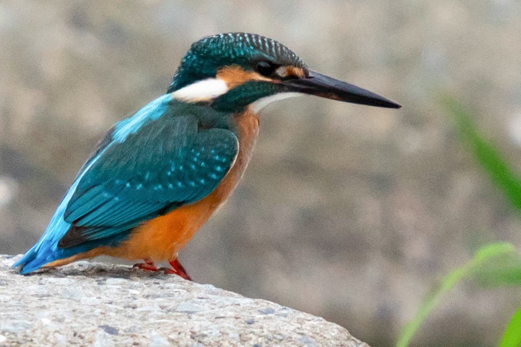 カワセミの特徴、分布、生態、写真をご紹介します。｜目に見える ...