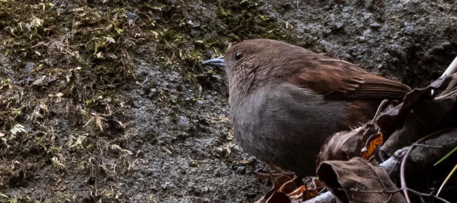 Picture of Japanese accentor