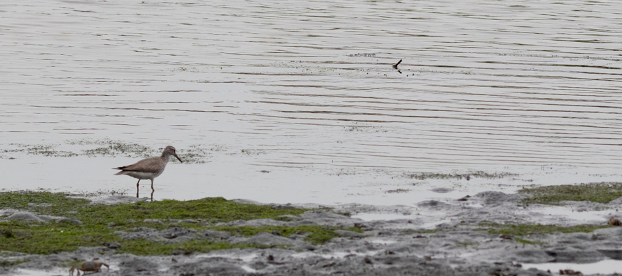 Picture of Grey-tailed Tattler