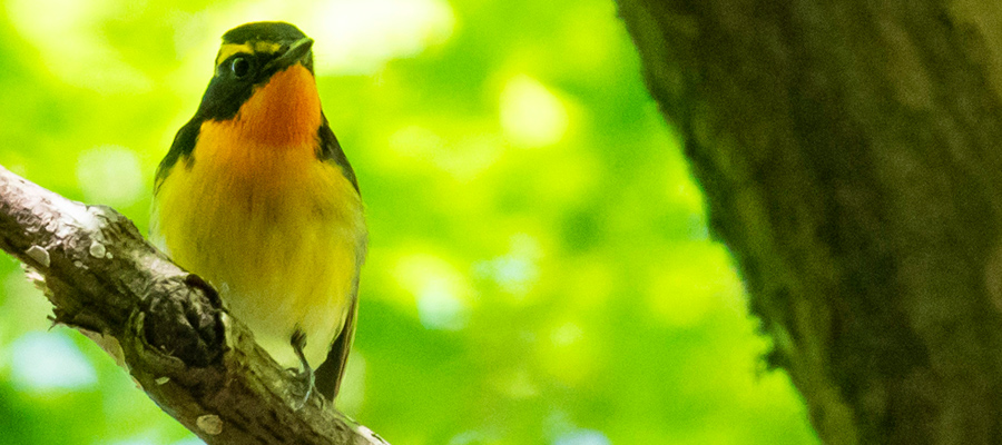 Picture of Narcissus Flycatcher