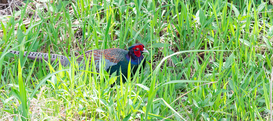 Picture of Common Pheasant