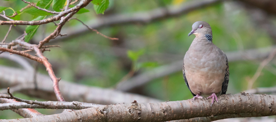 Picture of Oriental Turtle Dove