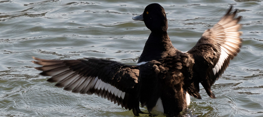 Picture of Tufted duck