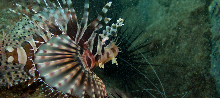 Picture of Zebra turkeyfish