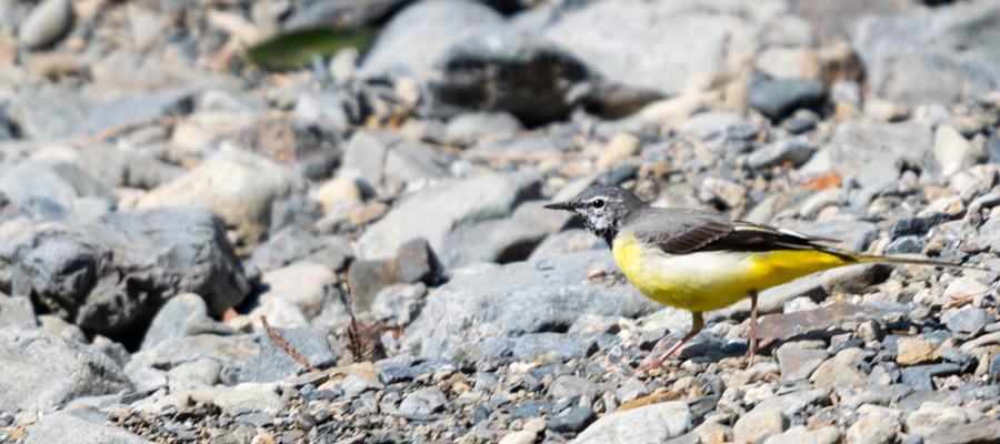 Picture of Grey Wagtail