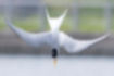 Little Tern