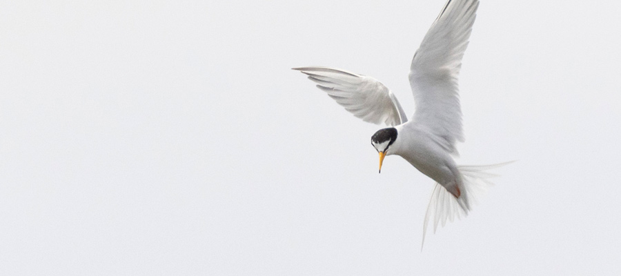Picture of Little Tern