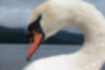 Mute Swan