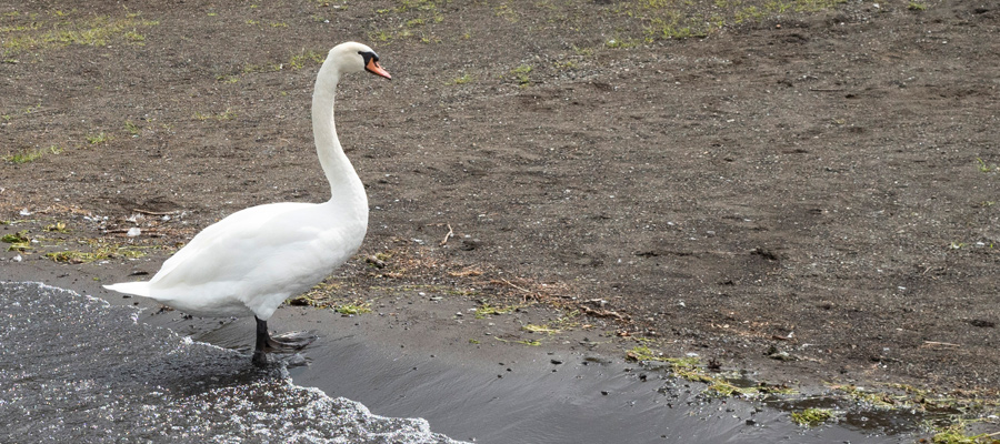 Picture of Mute Swan