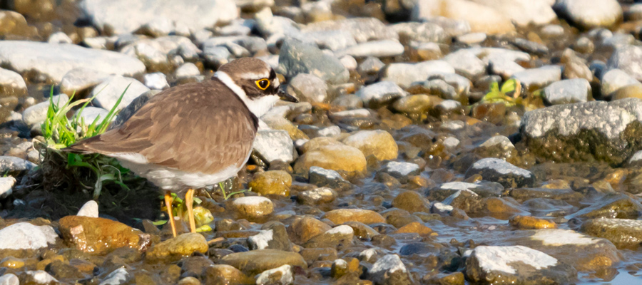 Picture of Little Ringed Plover