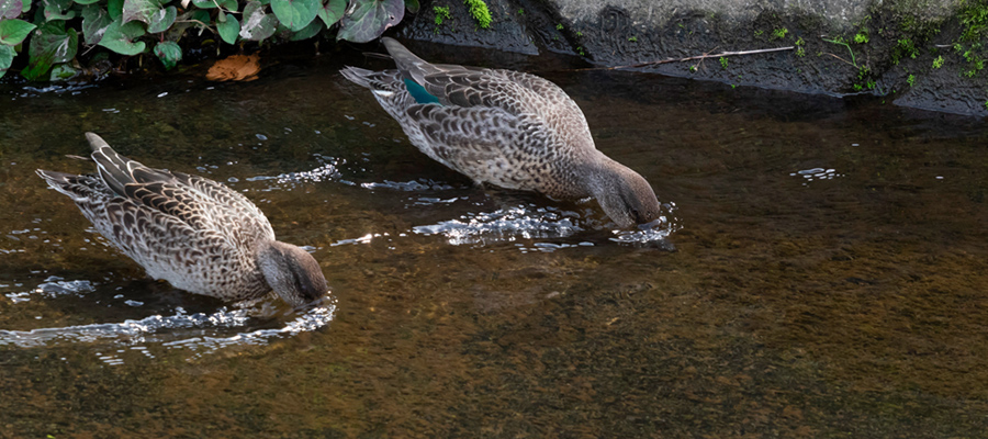 Picture of Common Teal