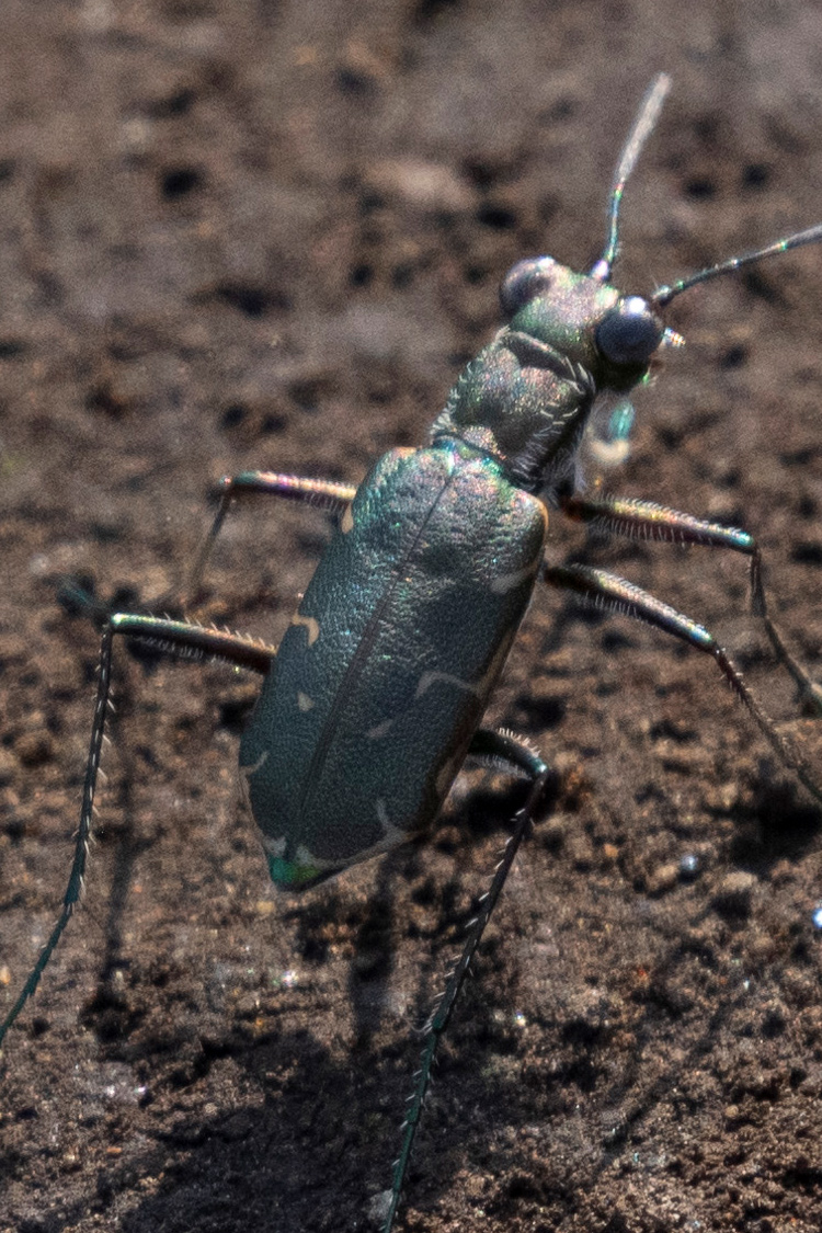 コハンミョウの特徴 分布 生態 写真をご紹介します 目に見えるいきもの図鑑