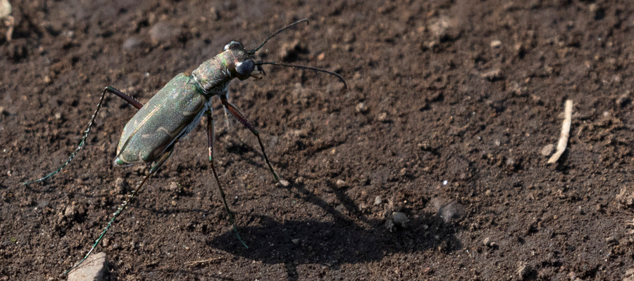 Picture of Myriochile specularis