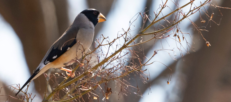 Picture of Chinese Grosbeak