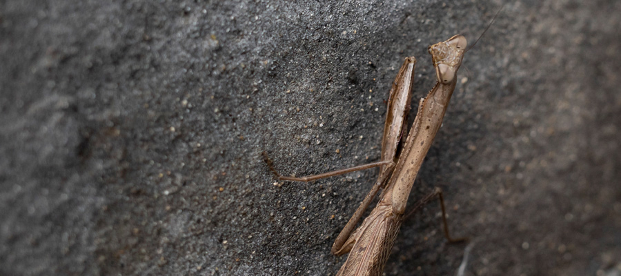 Picture of Asian jumping mantis