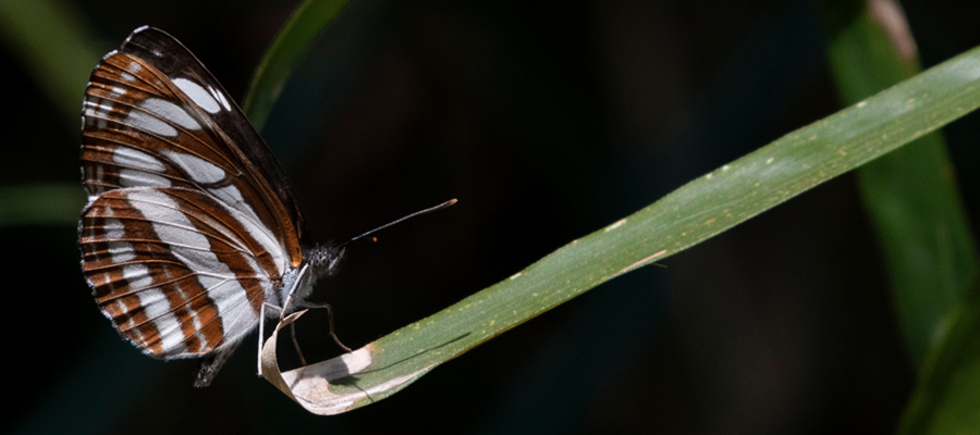 Picture of Common Glider