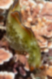 コノハミドリガイの画像