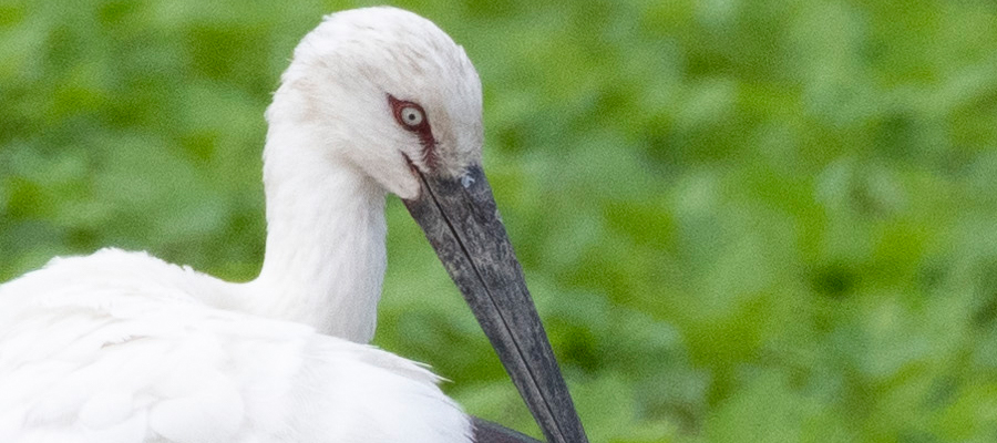 Picture of Japanese white stork