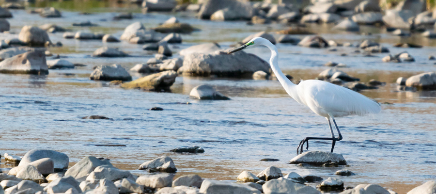 Picture of Little Egret